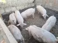 Домашно Отглеждани Прасета, снимка 2
