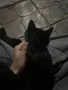 подарявам коте СОФИЯ, снимка 1