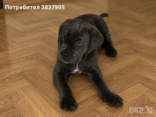 мъжко Кане корсо