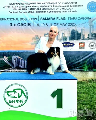 шелти кученца продажба, снимка 12 - Коли - 56657973