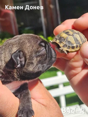 Френски булдог french bulldog 