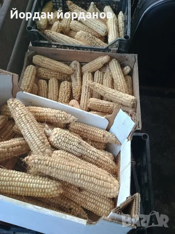 продавам бяла царевица , снимка 4 - За селскостопански - 56646880