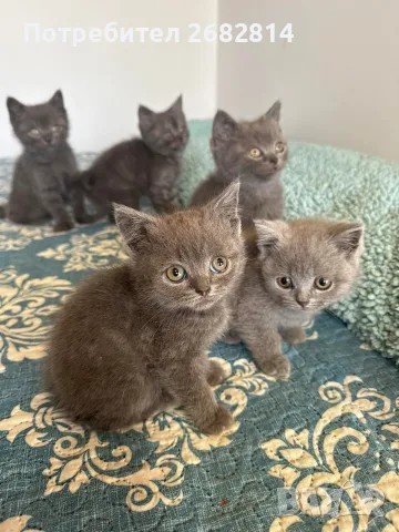 Британски котенца