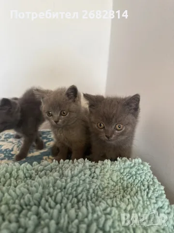 Британски котенца, снимка 7 - Британска късокосместа - 56593849