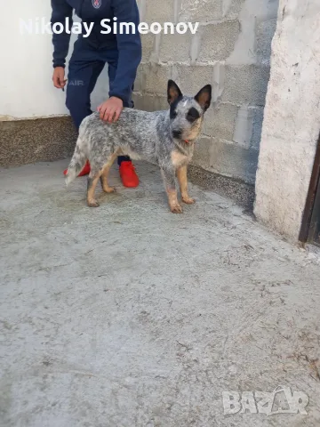 Австралийски кетъл дог