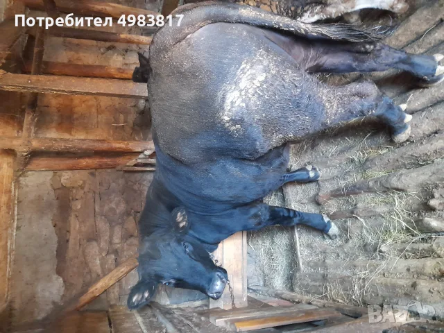  Продавам Мъжко Теле, снимка 2 - Крави - 56569688
