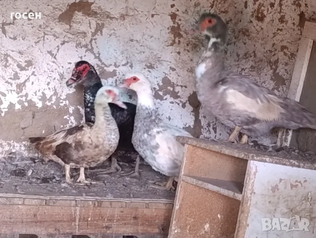 Зайци Мути патици крякащи патици , снимка 5 - Патици и гъски - 56600580