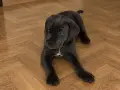 мъжко Кане корсо, снимка 1