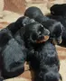 Чакат нови родители , снимка 8