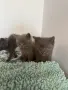 Британски котенца, снимка 7