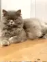 Продавам британски котета , снимка 11