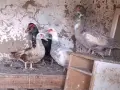 Зайци Мути патици крякащи патици , снимка 5