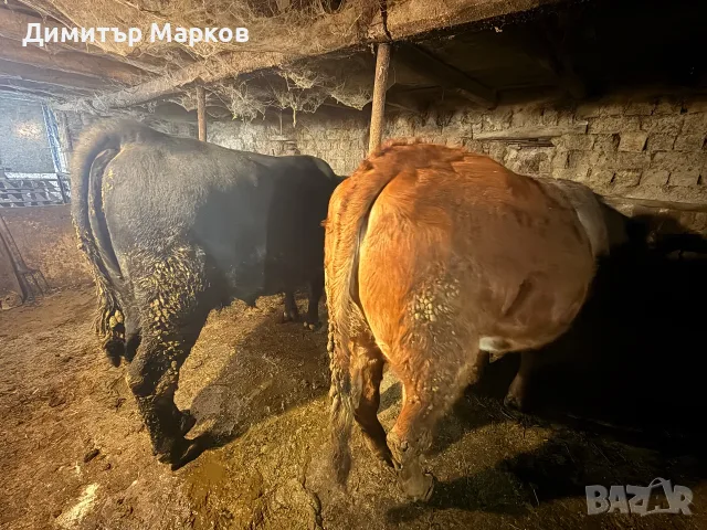 Продавам големи телета , снимка 3 - Крави - 56696928