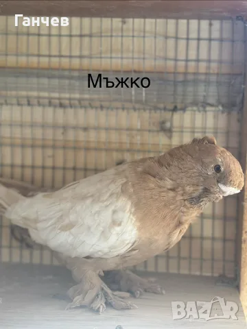 продавам гълъби 