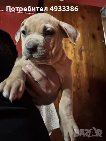 American Bully XL/Американско Були ХЛ, снимка 2 - Питбул - 56309405