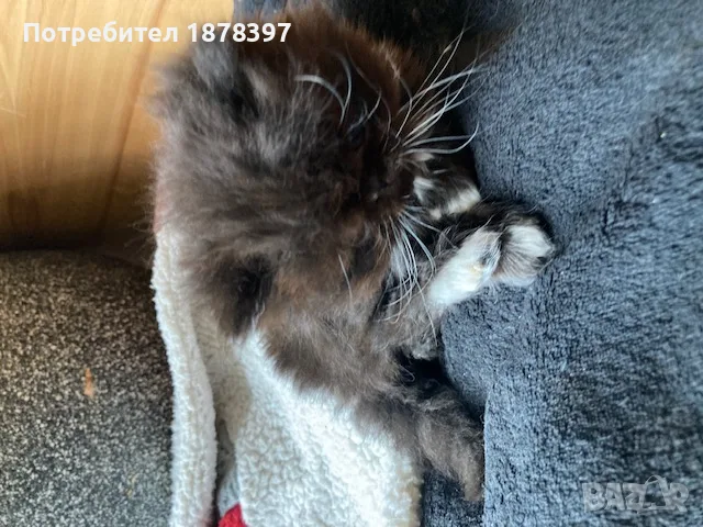 Персийски котета, снимка 4 - Персийска - 56681810