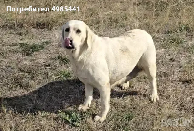 Лабрадор ретривър отгледани женски, снимка 6 - Лабрадор ретривър - 56595046
