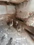 Африкански щраус, снимка 5