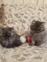 Персийски котенца , снимка 4