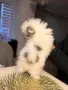 Кученца померани, снимка 5