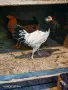 Петле Лакенфелдер, снимка 3