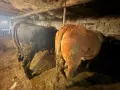 Продавам големи телета , снимка 3