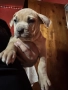 American Bully XL/Американско Були ХЛ, снимка 2