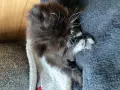 Персийски котета, снимка 4