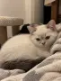 Шотландска правоуха, снимка 3