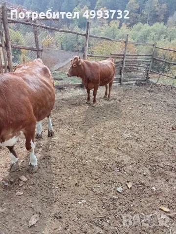 Продавам бременни юници , снимка 3 - Крави - 56717564