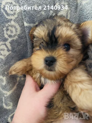 Мини йорки мерле – момченце с бейби фейс. Mini Yorkie Merle Baby face