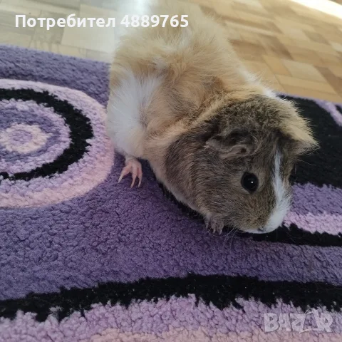 Морски свинчета, снимка 4 - Морски свинчета - 56634894