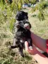 кученца едномесечни, снимка 6