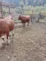 Продавам бременни юници , снимка 3