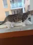 Подаряват се три спасени малки котенца, снимка 4