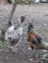 Домашни петли Домашни петли, снимка 9