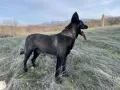 Продавам Кученца Малиноа, снимка 1