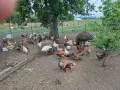 продавам бройлерни пуйчета, снимка 3