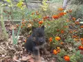 чистопородна немска овчарка, снимка 16