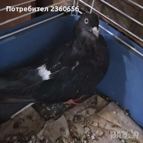 ГЪЛЪБ Казанлъшка порода, снимка 3 - Гълъби - 56227013