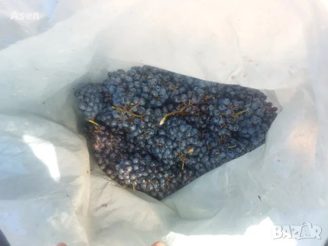 продавам грозде мерло кабарне алиготе 