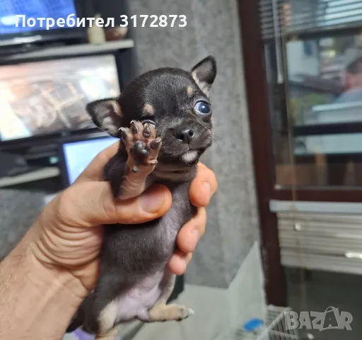 Родословни чихуахуа гр Варна , снимка 8 - Чихуахуа - 56749216