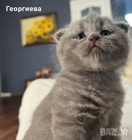 Униклано красиви чистокръвни сини британчета и шотландчета