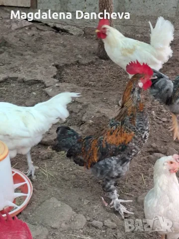 Продавам разлипни породи петли