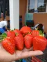 Продавам разсад ягоди ималини, снимка 3
