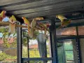 По договаряне! Розели, снимка 12