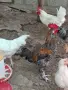 Продавам разлипни породи петли, снимка 1