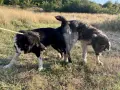 каракачански кученца, снимка 4