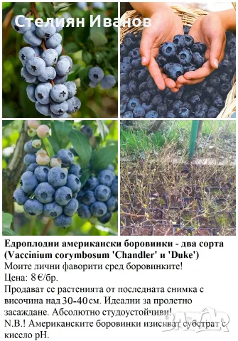 ПЛОДНИ ХРАСТИ В КОНТЕЙНЕРИ