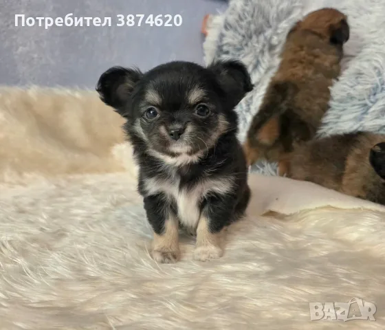 чихуахуа момиченце , снимка 8 - Чихуахуа - 56744098